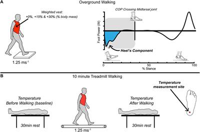 Does the Heel’s Dissipative Energetic Behavior Affect Its Thermodynamic Responses During Walking?